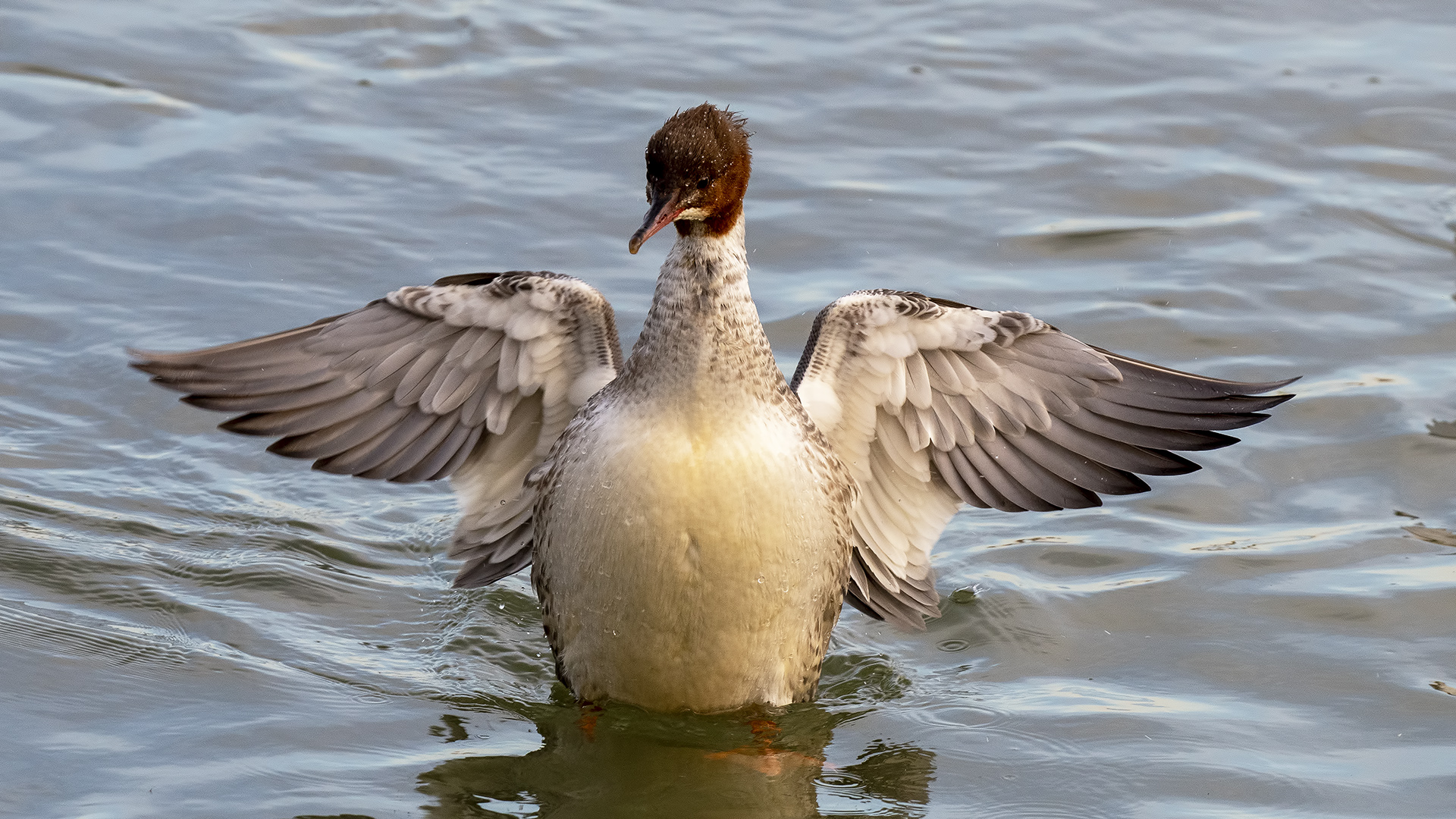 Common Merganser